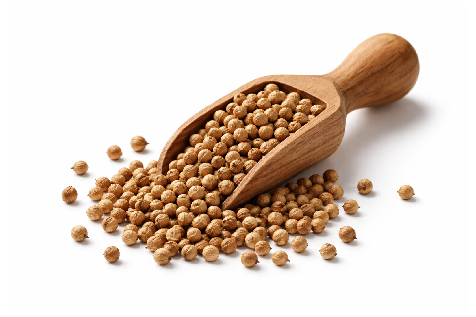 coriander seeds indusridge global exporter