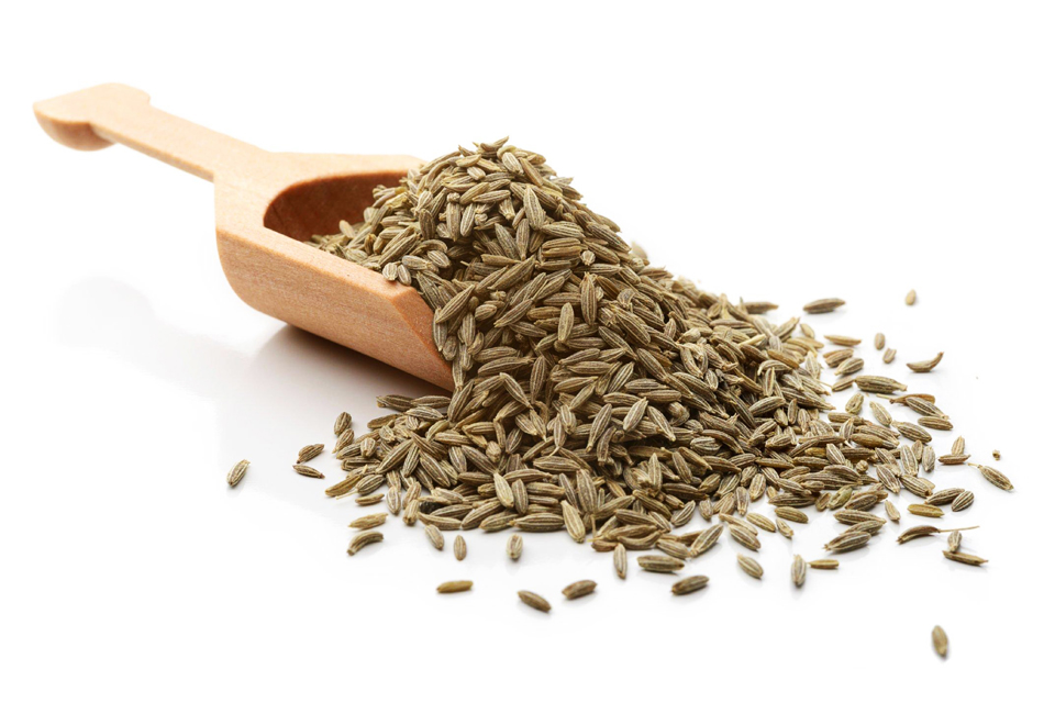 cumin seeds indusridge global exporter
